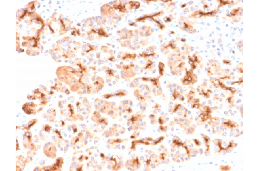 Immunohistochemistry - Anti-CFTR Antibody [CFTR/2290R] - BSA and Azide free (A251344) - Antibodies.com