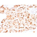 Immunohistochemistry - Anti-CFTR Antibody [CFTR/2290R] - BSA and Azide free (A251344) - Antibodies.com