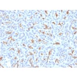 Immunohistochemistry - Anti-CFTR Antibody - BSA and Azide free (A251345) - Antibodies.com