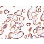 Immunohistochemistry - Anti-HCG alpha Antibody [HCGa/53] - BSA and Azide free (A251346) - Antibodies.com