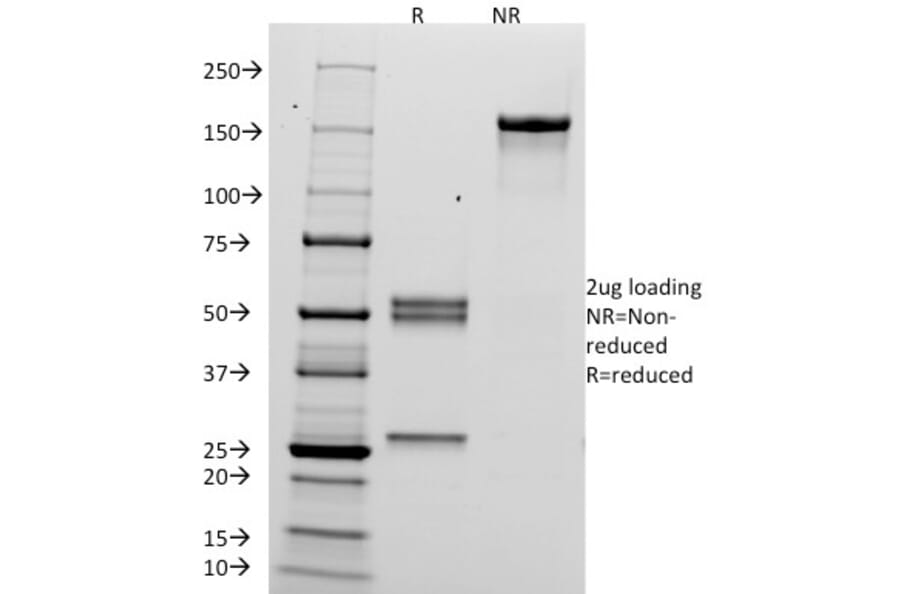SDS-PAGE - Anti-HCG alpha Antibody [HCGa/53] - BSA and Azide free (A251347) - Antibodies.com