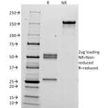 SDS-PAGE - Anti-HCG alpha Antibody [HCGa/53] - BSA and Azide free (A251347) - Antibodies.com