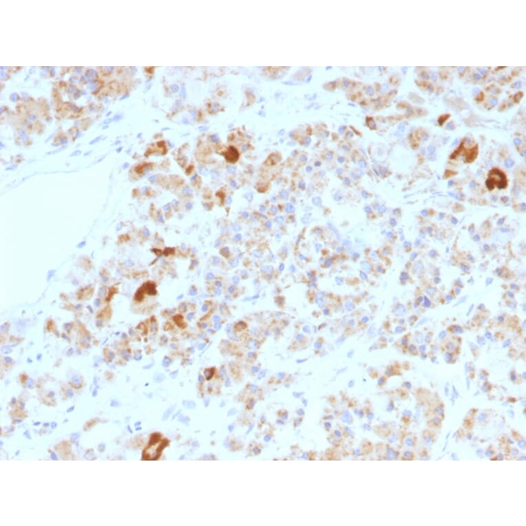Immunohistochemistry - Anti-Luteinizing Hormone alpha Antibody [LHa/756] - BSA and Azide free (A251348) - Antibodies.com