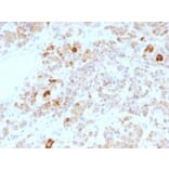 Immunohistochemistry - Anti-Luteinizing Hormone alpha Antibody [LHa/756] - BSA and Azide free (A251348) - Antibodies.com