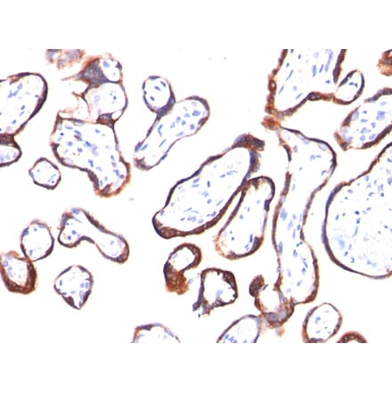 Immunohistochemistry - Anti-HCG beta Antibody [HCGb/54] - BSA and Azide free (A251349) - Antibodies.com