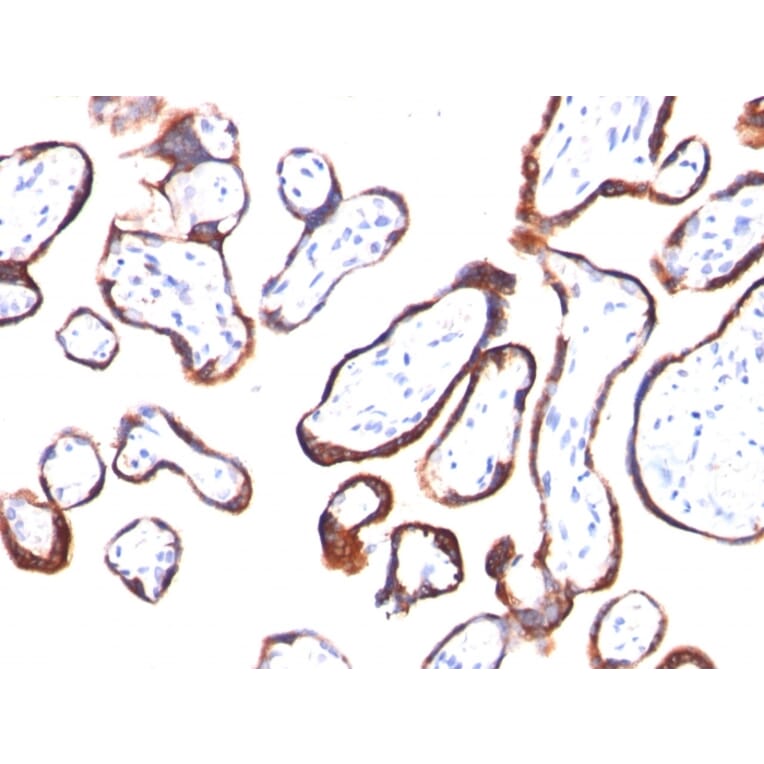 Immunohistochemistry - Anti-HCG beta Antibody [HCGb/54] - BSA and Azide free (A251349) - Antibodies.com