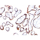 Immunohistochemistry - Anti-HCG beta Antibody [HCGb/54] - BSA and Azide free (A251349) - Antibodies.com