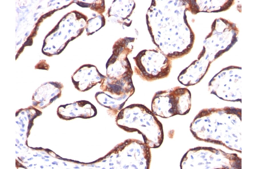 Immunohistochemistry - Anti-HCG beta Antibody [HCGb/459] - BSA and Azide free (A251351) - Antibodies.com
