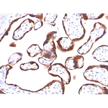 Immunohistochemistry - Anti-HCG beta Antibody [HCGb/459] - BSA and Azide free (A251351) - Antibodies.com