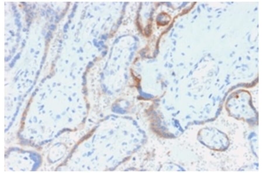Immunohistochemistry - Anti-HCG beta Antibody [rHCGb/54] - BSA and Azide free (A251355) - Antibodies.com