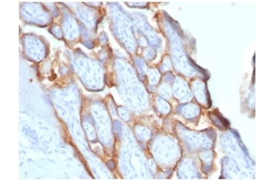 Immunohistochemistry - Anti-HCG beta Antibody [HCGb/1996R] - BSA and Azide free (A251357) - Antibodies.com