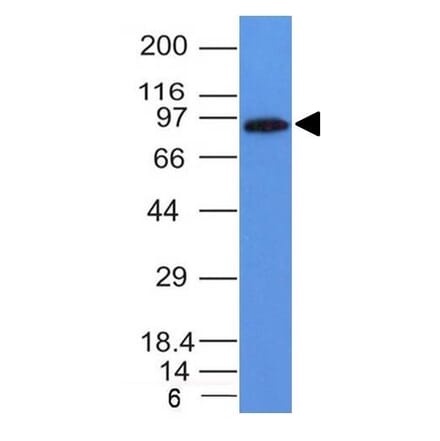 Western Blot - Anti-MALT1 Antibody [MT1/410] - BSA and Azide free (A251361) - Antibodies.com