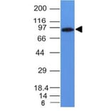 Western Blot - Anti-MALT1 Antibody [MT1/410] - BSA and Azide free (A251361) - Antibodies.com