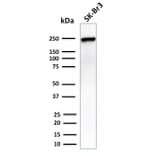Western Blot - Anti-CHD4 Antibody [3F2/4] - BSA and Azide free (A251371) - Antibodies.com