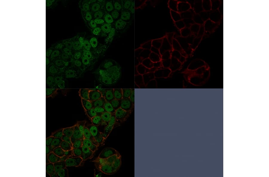 Immunofluorescence - Anti-CHD4 Antibody [3F2/4] - BSA and Azide free (A251370) - Antibodies.com