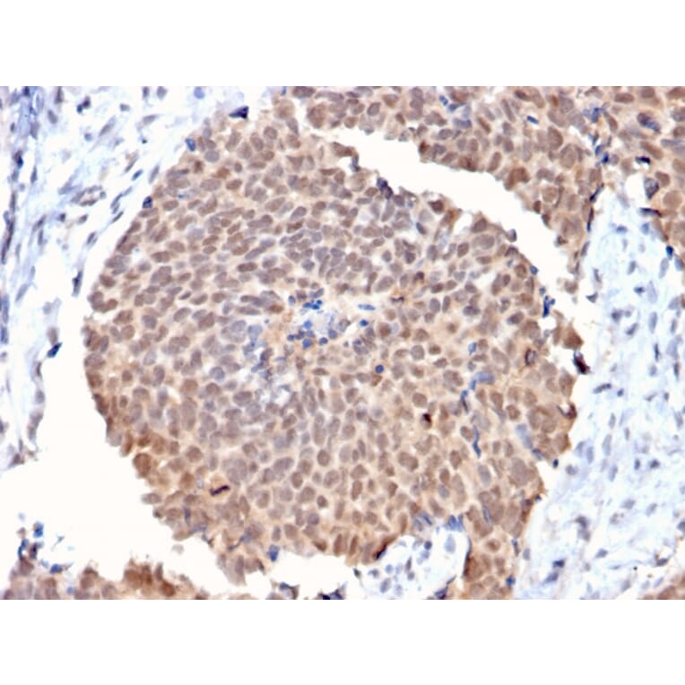 Immunohistochemistry - Anti-FAF1 Antibody [CPTC-FAF1-2] - BSA and Azide free (A251372) - Antibodies.com