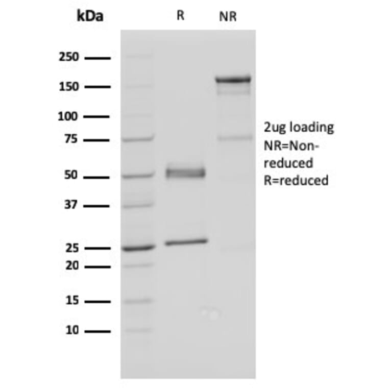 SDS-PAGE - Anti-FAF1 Antibody [CPTC-FAF1-2] - BSA and Azide free (A251372) - Antibodies.com