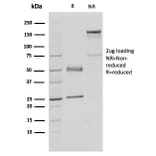 SDS-PAGE - Anti-FAF1 Antibody [CPTC-FAF1-2] - BSA and Azide free (A251372) - Antibodies.com