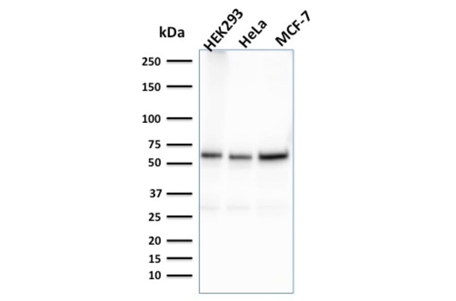Western Blot - Anti-FAF1 Antibody [CPTC-FAF1-2] - BSA and Azide free (A251372) - Antibodies.com