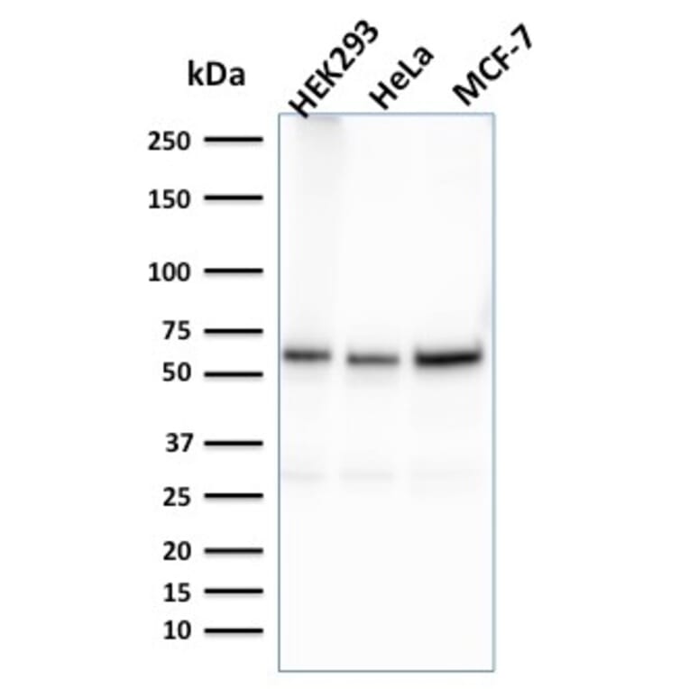 Western Blot - Anti-FAF1 Antibody [CPTC-FAF1-2] - BSA and Azide free (A251372) - Antibodies.com