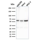 Western Blot - Anti-FAF1 Antibody [CPTC-FAF1-2] - BSA and Azide free (A251372) - Antibodies.com