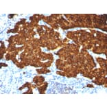 Immunohistochemistry - Anti-Chromogranin A Antibody [CGA/413 + CHGA/777 + CHGA/798] - BSA and Azide free (A251373) - Antibodies.com