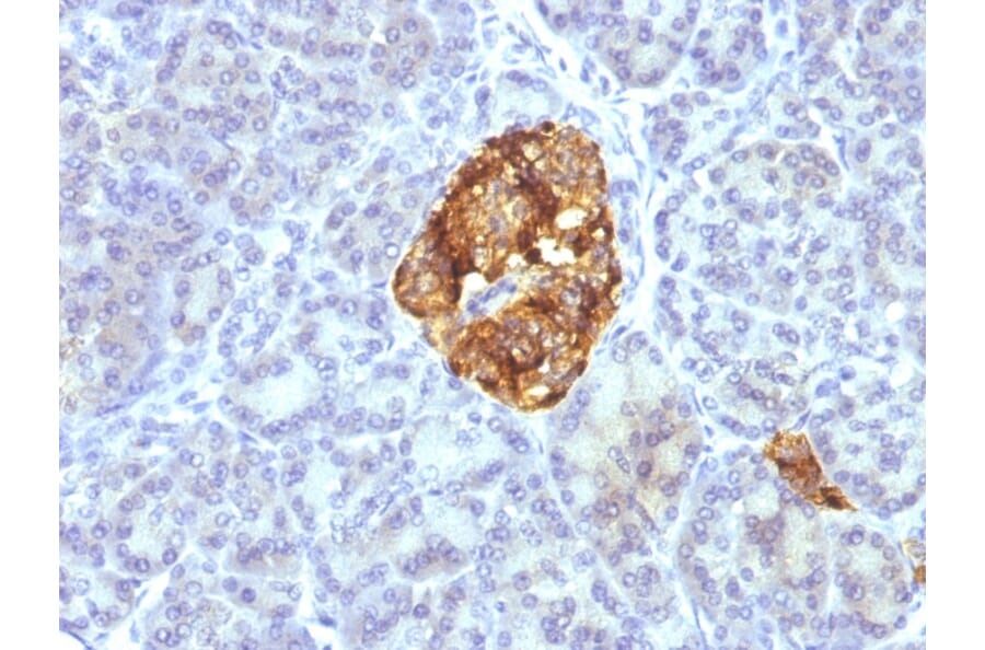 Immunohistochemistry - Anti-Chromogranin A Antibody [CGA/413 + CHGA/777 + CHGA/798] - BSA and Azide free (A251373) - Antibodies.com