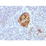 Immunohistochemistry - Anti-Chromogranin A Antibody [CGA/413 + CHGA/777 + CHGA/798] - BSA and Azide free (A251373) - Antibodies.com