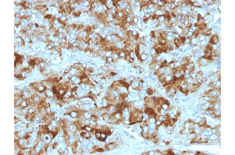 Immunohistochemistry - Anti-Chromogranin A Antibody [CGA/413 + CHGA/777 + CHGA/798] - BSA and Azide free (A251372) - Antibodies.com