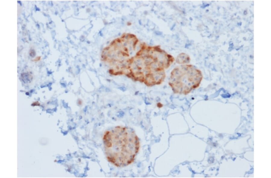 Immunohistochemistry - Anti-Chromogranin A Antibody [rCHGA/777] - BSA and Azide free (A248191) - Antibodies.com
