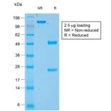 SDS-PAGE - Anti-Chromogranin A Antibody [rCHGA/777] - BSA and Azide free (A248191) - Antibodies.com