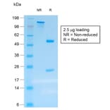 SDS-PAGE - Anti-Chromogranin A Antibody [rCHGA/413] - BSA and Azide free (A251376) - Antibodies.com