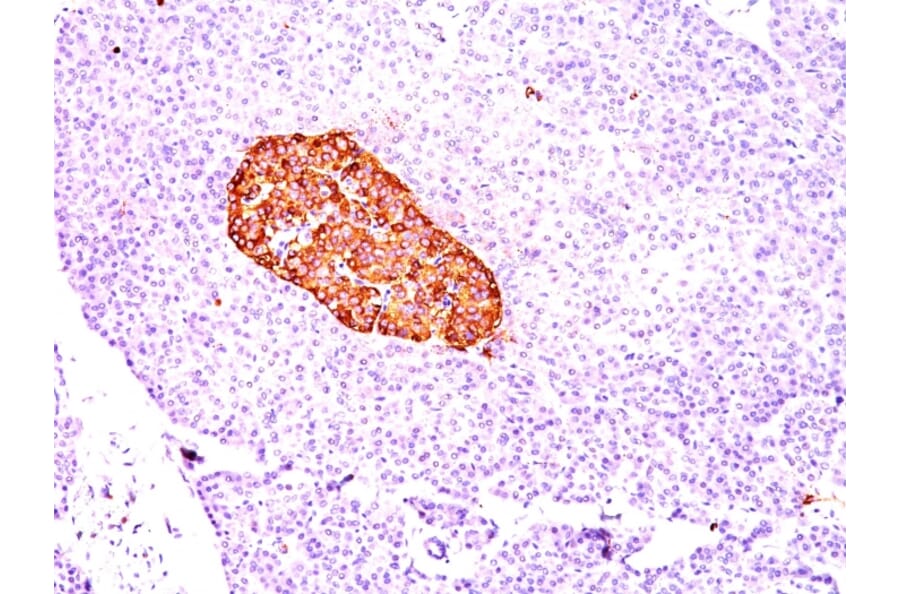 Immunohistochemistry - Anti-Chromogranin A Antibody [CGA/414] - BSA and Azide free (A251376) - Antibodies.com