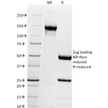 SDS-PAGE - Anti-Chromogranin A Antibody [CGA/414] - BSA and Azide free (A251377) - Antibodies.com