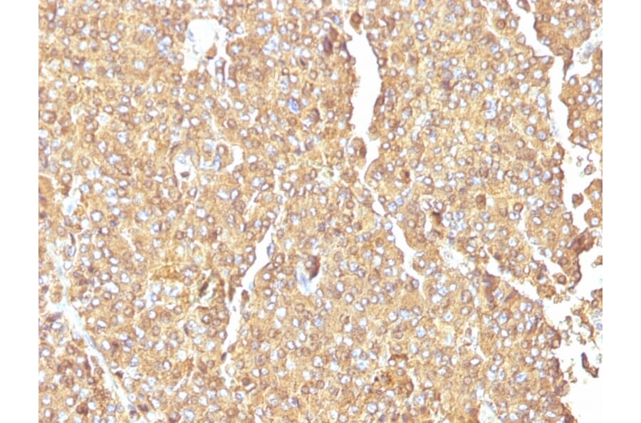 Immunohistochemistry - Anti-Chromogranin A Antibody [LK2H10] - BSA and Azide free (A251378) - Antibodies.com