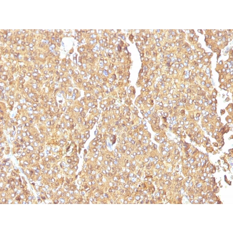 Immunohistochemistry - Anti-Chromogranin A Antibody [LK2H10] - BSA and Azide free (A251378) - Antibodies.com