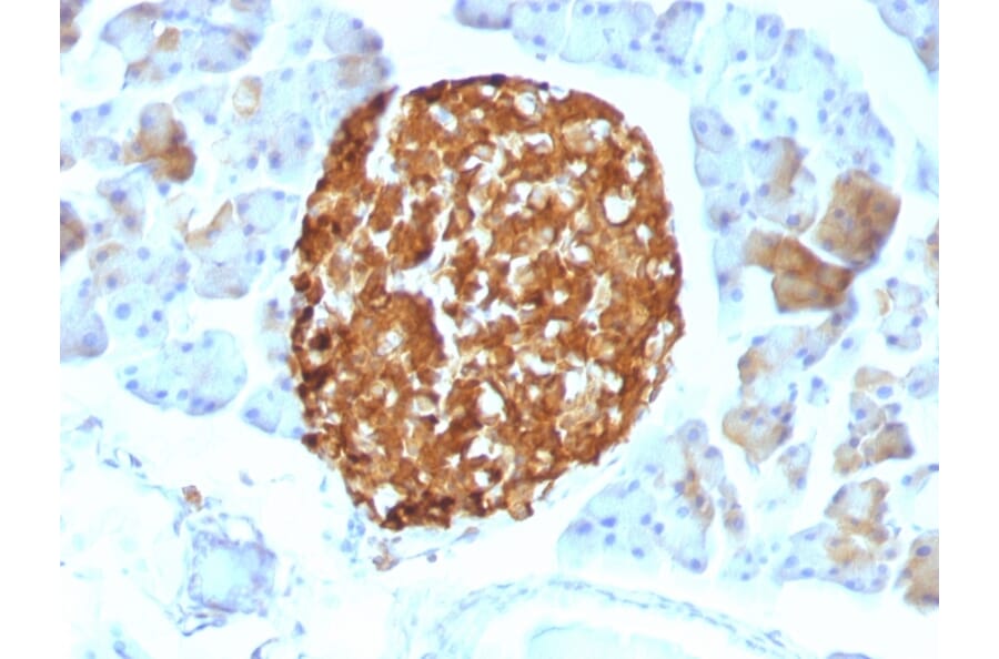 Immunohistochemistry - Anti-Chromogranin A Antibody [LK2H10] - BSA and Azide free (A251379) - Antibodies.com