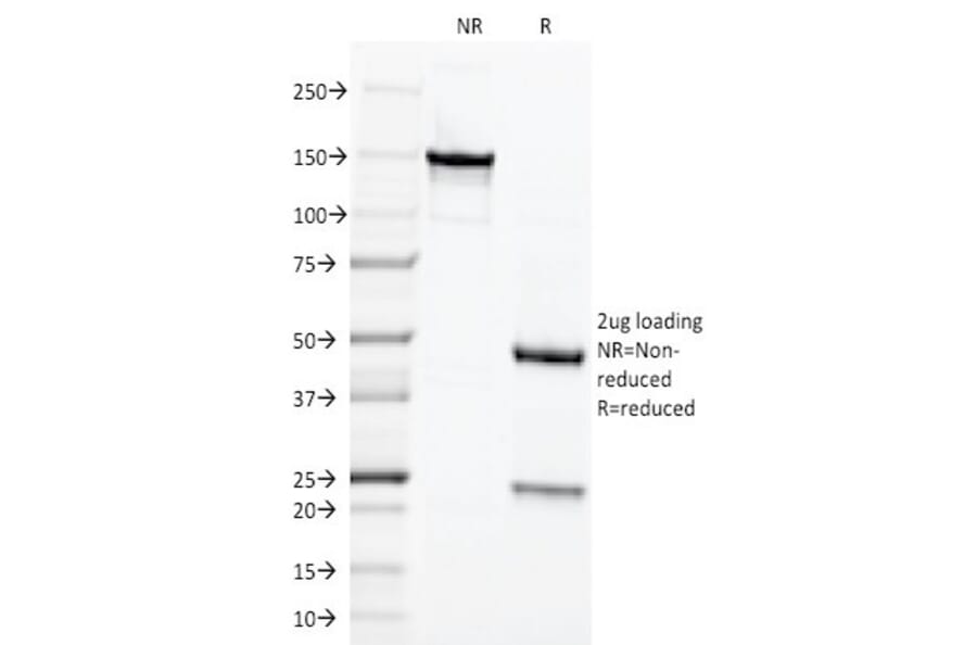 SDS-PAGE - Anti-Chromogranin A Antibody [LK2H10] - BSA and Azide free (A251379) - Antibodies.com