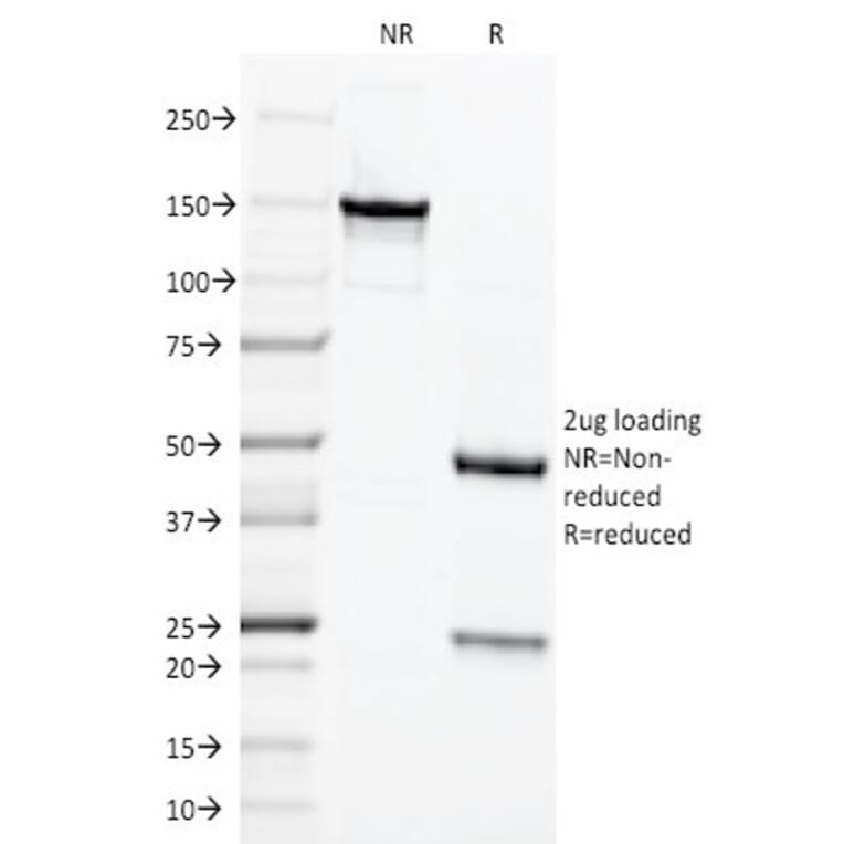 SDS-PAGE - Anti-Chromogranin A Antibody [LK2H10] - BSA and Azide free (A251379) - Antibodies.com