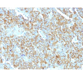 Immunohistochemistry - Anti-Chromogranin A Antibody [PHE5] - BSA and Azide free (A251380) - Antibodies.com