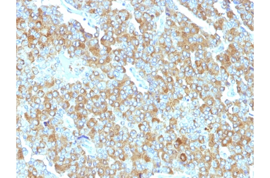 Immunohistochemistry - Anti-Chromogranin A Antibody [PHE5] - BSA and Azide free (A251380) - Antibodies.com