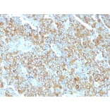 Immunohistochemistry - Anti-Chromogranin A Antibody [PHE5] - BSA and Azide free (A251380) - Antibodies.com