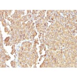 Immunohistochemistry - Anti-Chromogranin A Antibody [LK2H10 + PHE5] - BSA and Azide free (A251382) - Antibodies.com