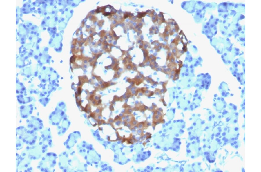 Immunohistochemistry - Anti-Chromogranin A Antibody [CHGA/765] - BSA and Azide free (A251385) - Antibodies.com