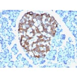 Immunohistochemistry - Anti-Chromogranin A Antibody [CHGA/765] - BSA and Azide free (A251385) - Antibodies.com