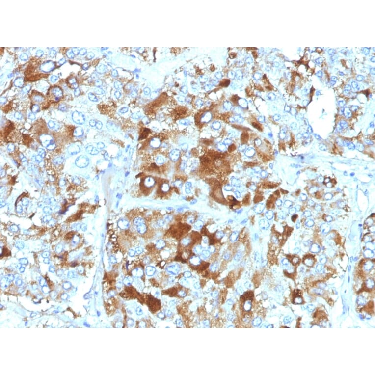 Immunohistochemistry - Anti-Chromogranin A Antibody [CHGA/765] - BSA and Azide free (A251384) - Antibodies.com