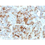 Immunohistochemistry - Anti-Chromogranin A Antibody [CHGA/765] - BSA and Azide free (A251384) - Antibodies.com