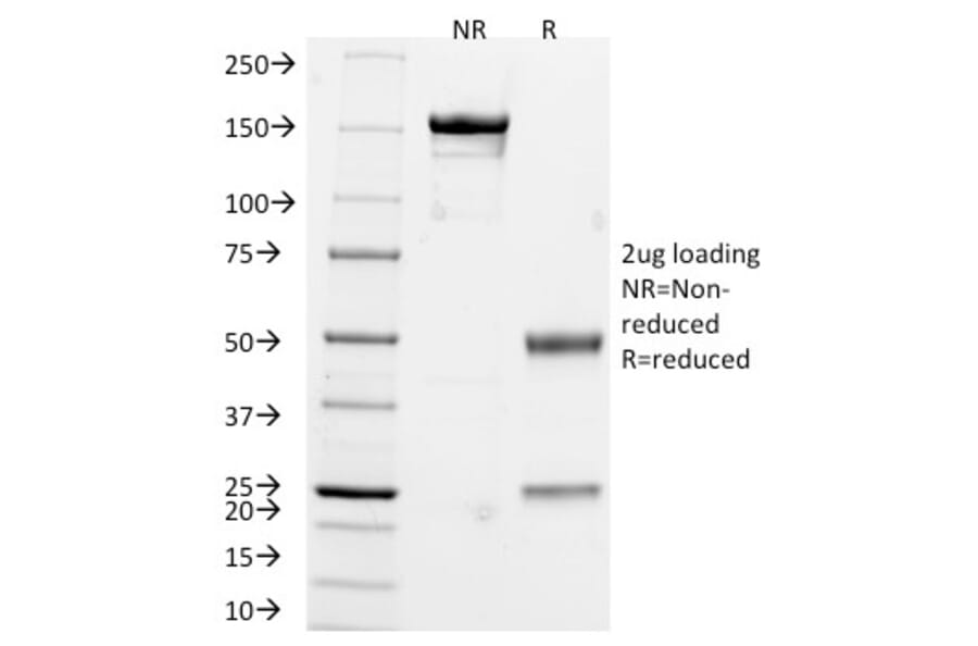 SDS-PAGE - Anti-Chromogranin A Antibody [CHGA/765] - BSA and Azide free (A251385) - Antibodies.com