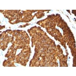 Immunohistochemistry - Anti-Chromogranin A Antibody [CHGA/777] - BSA and Azide free (A251386) - Antibodies.com