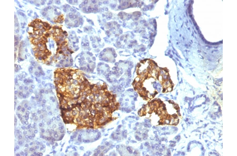 Immunohistochemistry - Anti-Chromogranin A Antibody [CHGA/777] - BSA and Azide free (A251386) - Antibodies.com
